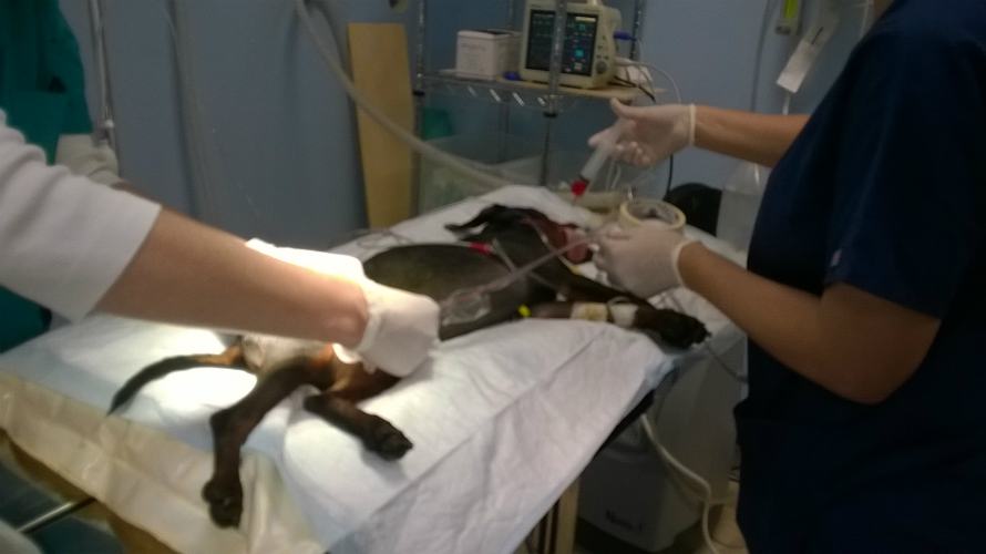 Sala operatoria cani