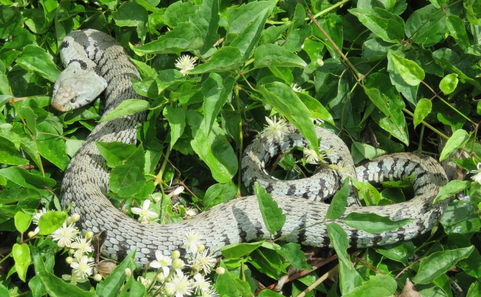 Salvataggio biscia san giovanni Congi G. 2