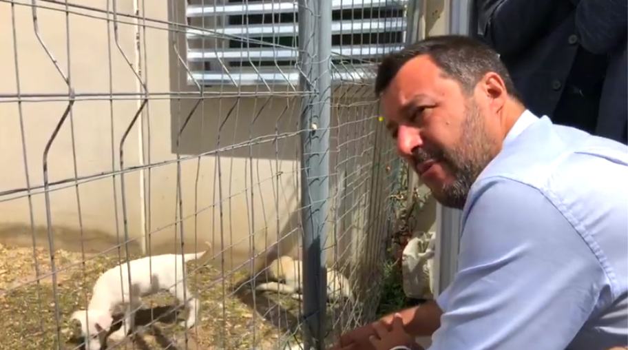 Salvini canili