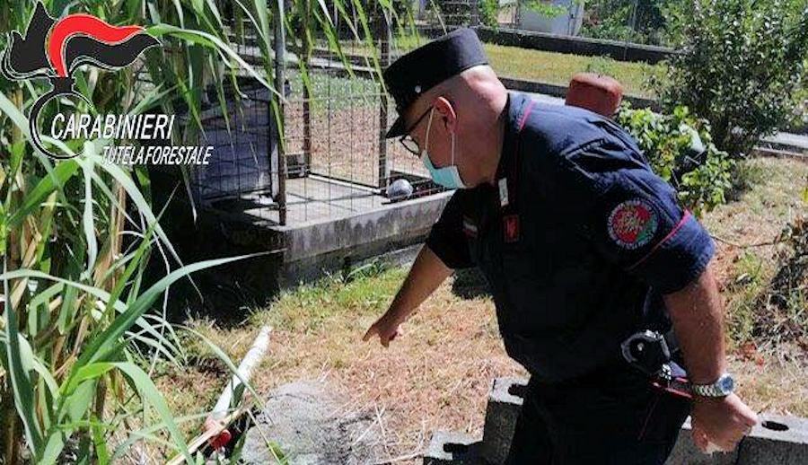 Scalea cc forestali autofficina3