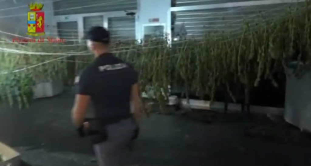 piantagione gioia tauro