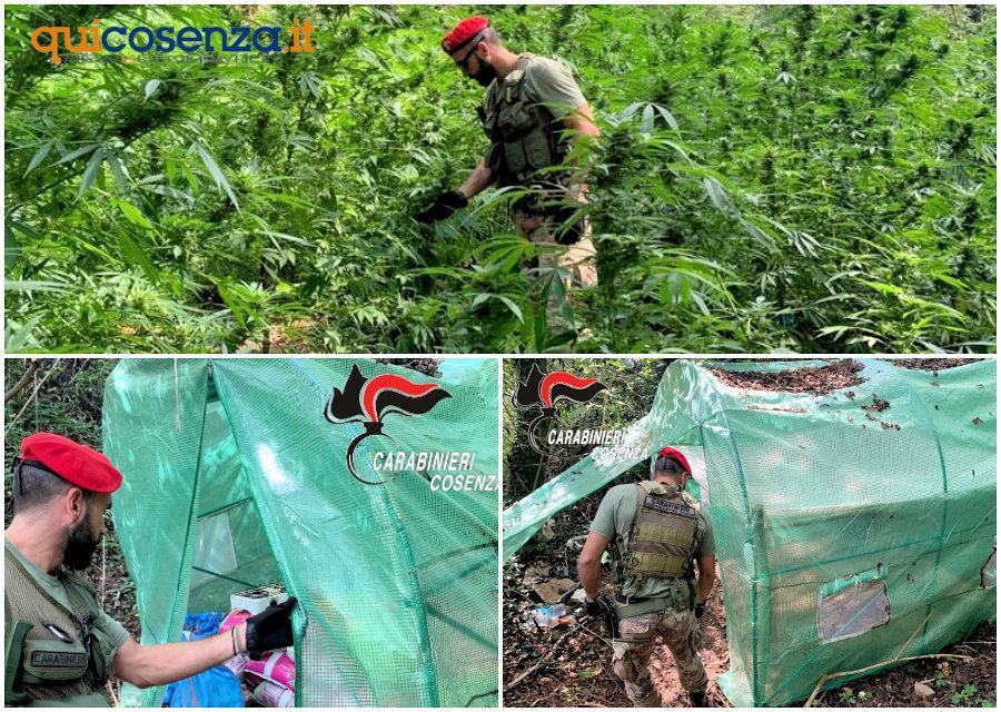 Scoperta piantagione canapa Cetraro arresti