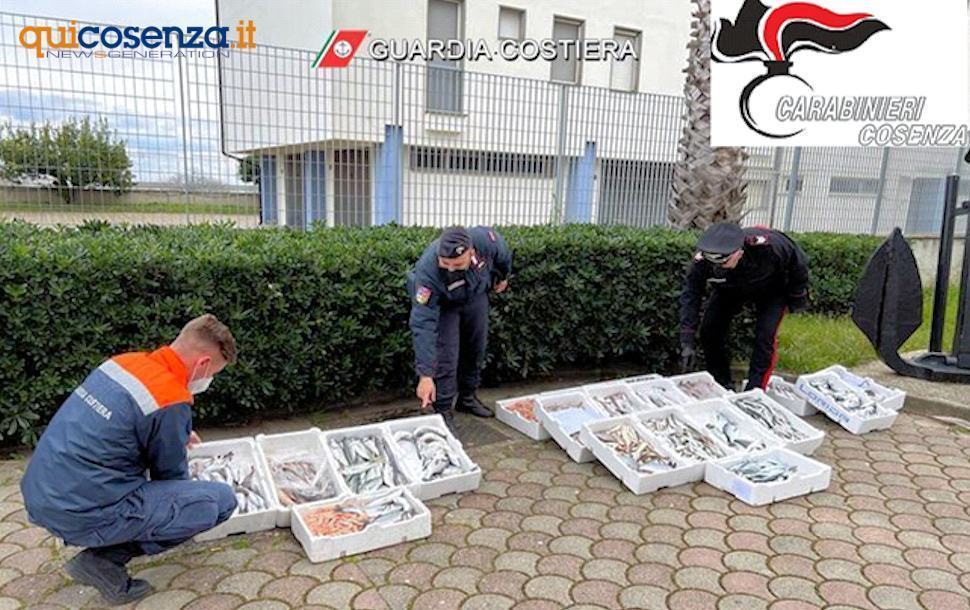 Maxi sequestro nel cosentino. Distrutti 105 kg di pesce "non idoneo al consumo" 74 Sequestro ittico Cosenza 02