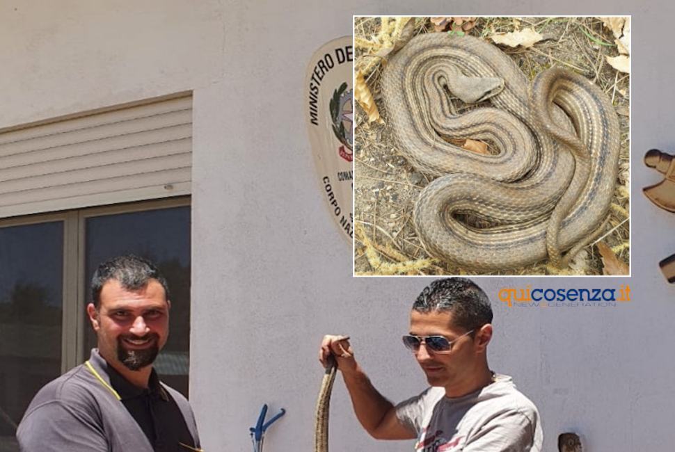 San Giovanni in Fiore, esemplare di cervone recuperato nel centro abitato 51 Serpende Cervone