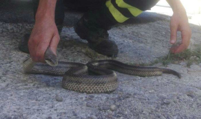 Serpente 2