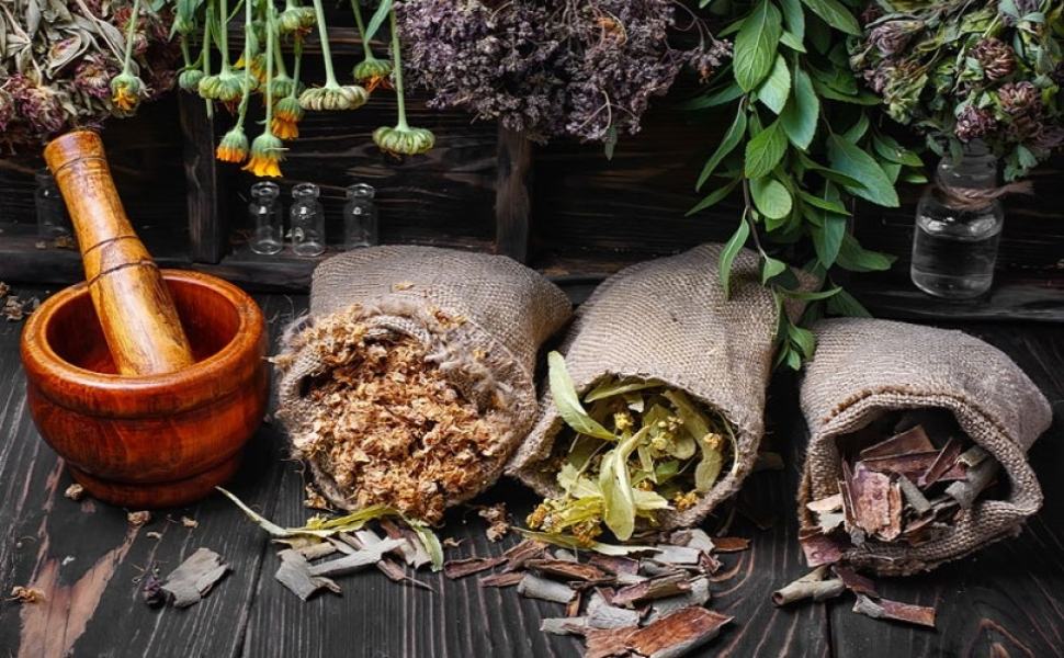 Sila Officinalis 2021, la richiesta di una legge regionale sulle piante officinali 51 Sila officinalis 1