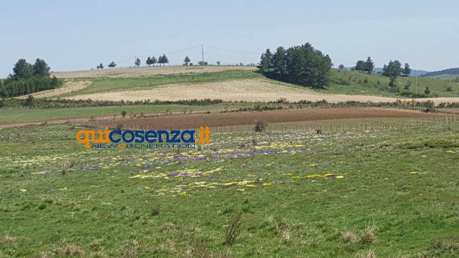 Sila paesaggio agricoltura