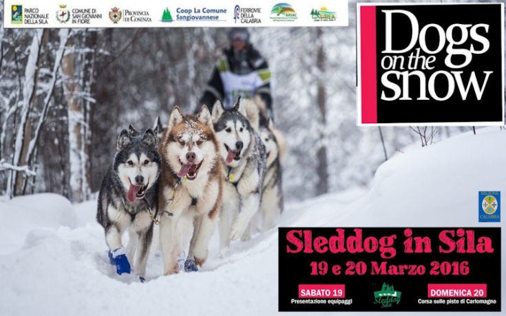 Dog in the Snow Sila