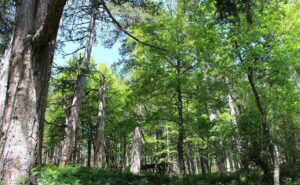 Spezzano della Sila CS i giganti della sila 1 Bene FAI C FAI