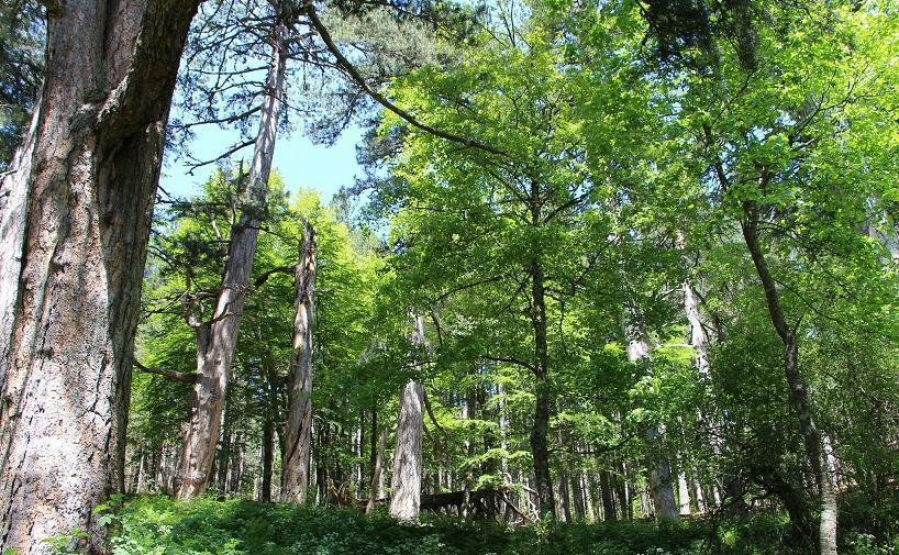 Spezzano della Sila CS i giganti della sila 1 Bene FAI C FAI