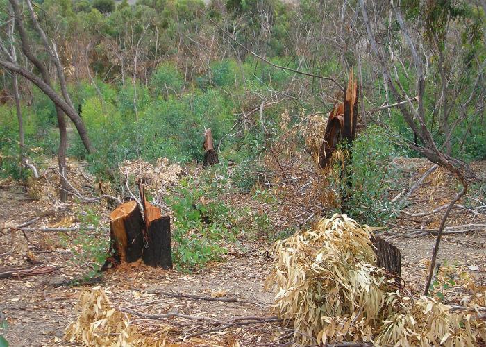 Taglio-abusivo-alberi-sila