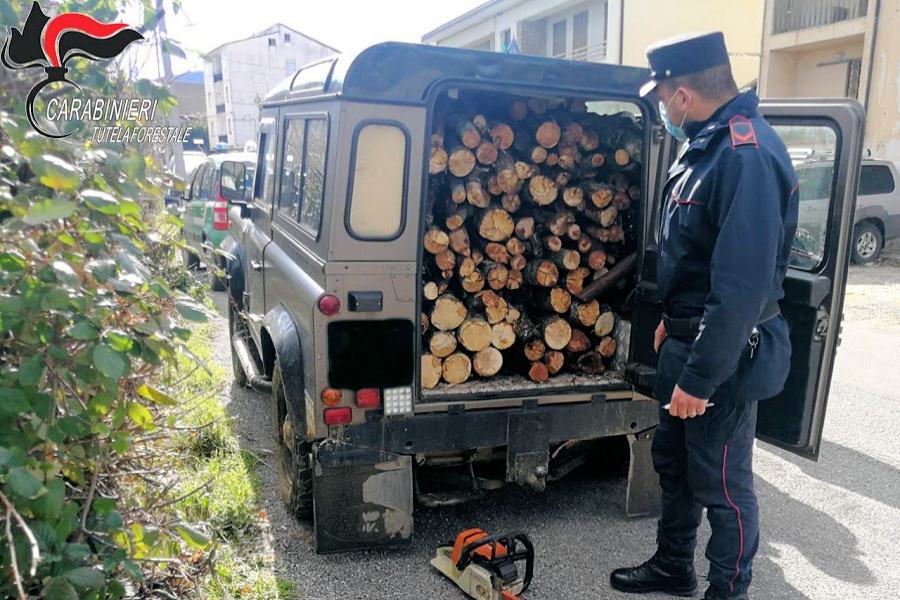 Cosenza, operazione "Silvae": raffica di sanzioni per tagli abusivi di alberi e tracciabilità del legname 52 Taglio legna abusivo carabinieri forestali