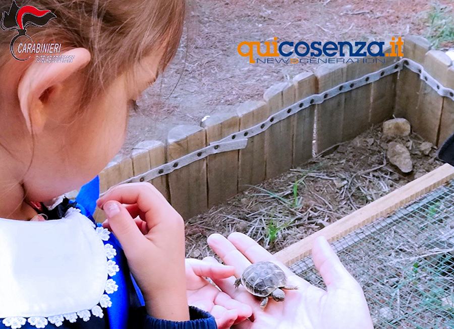 Tartarughe Cosenza1