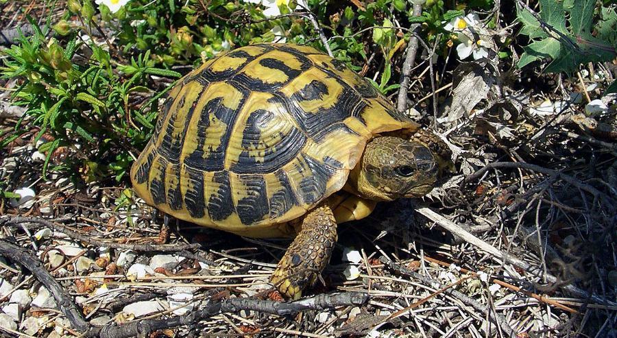 Testudo hermanni esemplare
