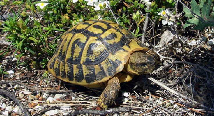 Testudo hermanni tartarughe