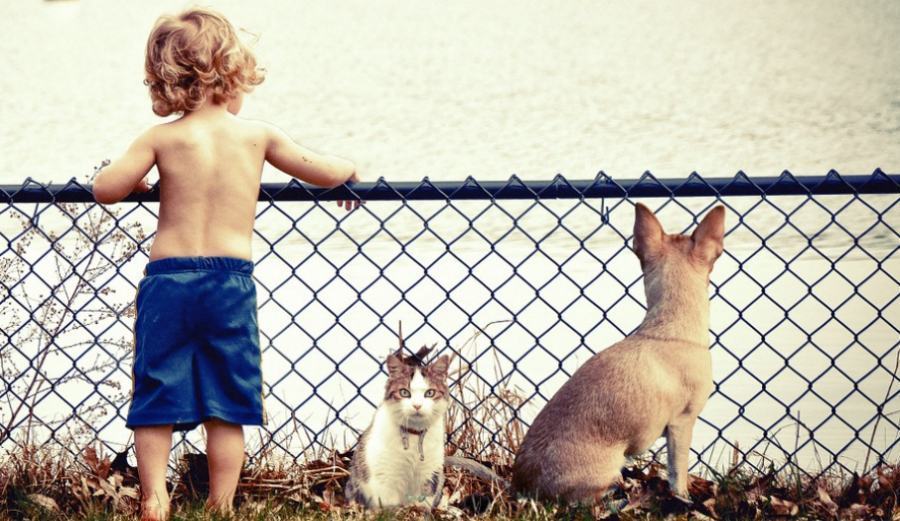 ThePixelMan Pixabay animali bambini