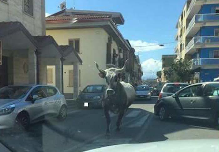 Toro a Catanzaro Lido