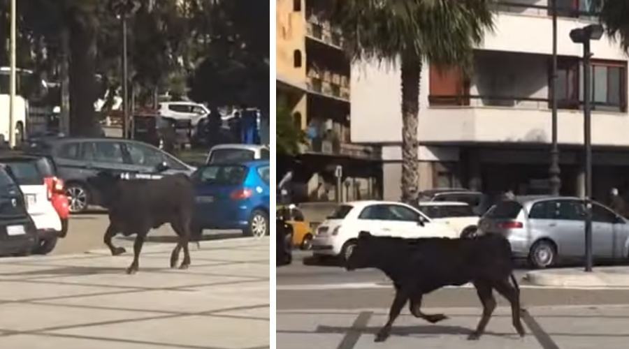 Toro reggio calabria