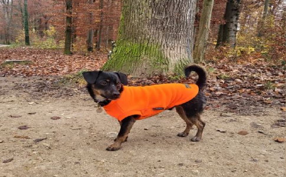 Un parco per cani randagi e abbandonati nel cosentino. Parte la raccolta fondi 51 Tortora parco