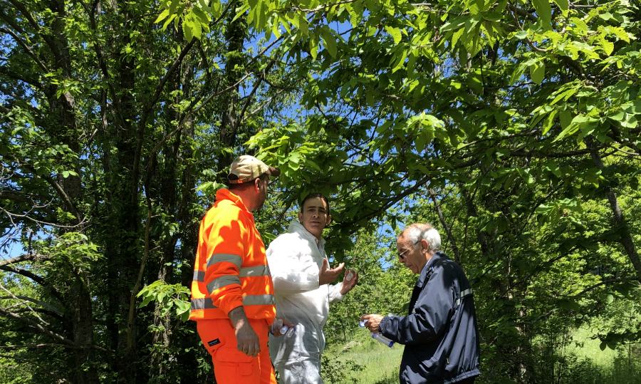 Torymus casali manco castagno