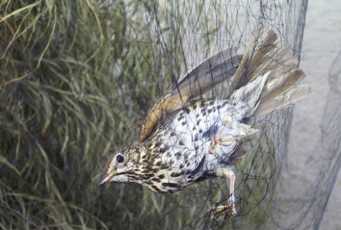 Turdus Philomelos in rete