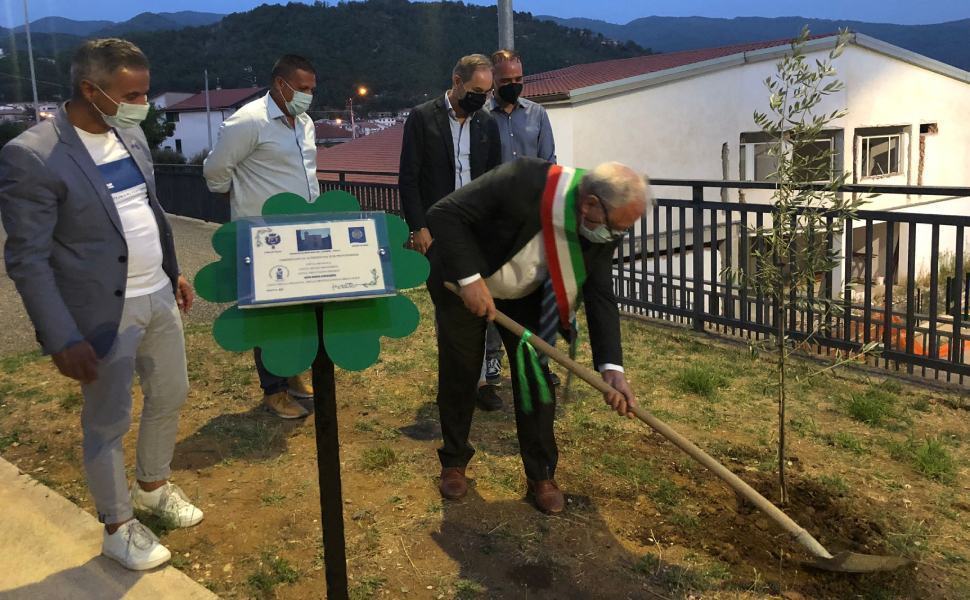 Casali del Manco: l’iniziativa “Legalità & Sanità”, piantumato un ulivo bianco 51 Ulivo bianco casali del manco sanita legalita