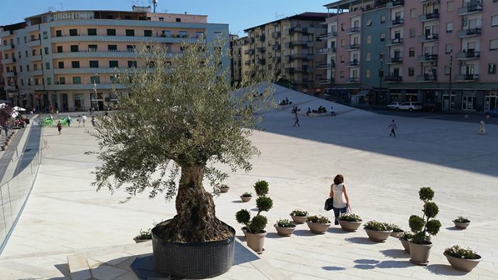 Ulivo piazza Bilotti