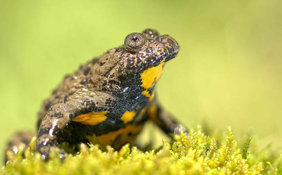 Ululone appenninico 1