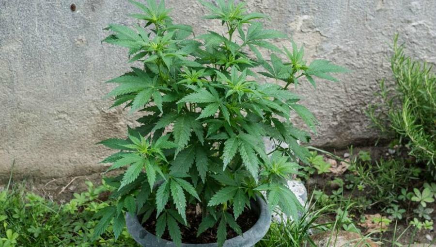 Piante di canapa nel cortile di casa, denunciati due fratelli 51 VEKBXASP5464 kHJ U107083778107ATD