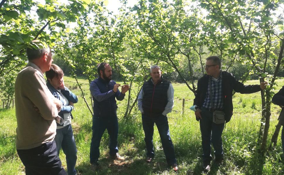 Il progetto Valtifru 4.0 approda nei noccioleti della Tonda di Calabria 51 Valtifru visita nei noccioleti 2