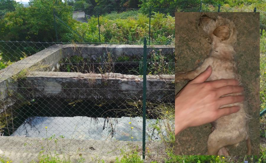 Vasca di raccolta acque cucciolo salvato