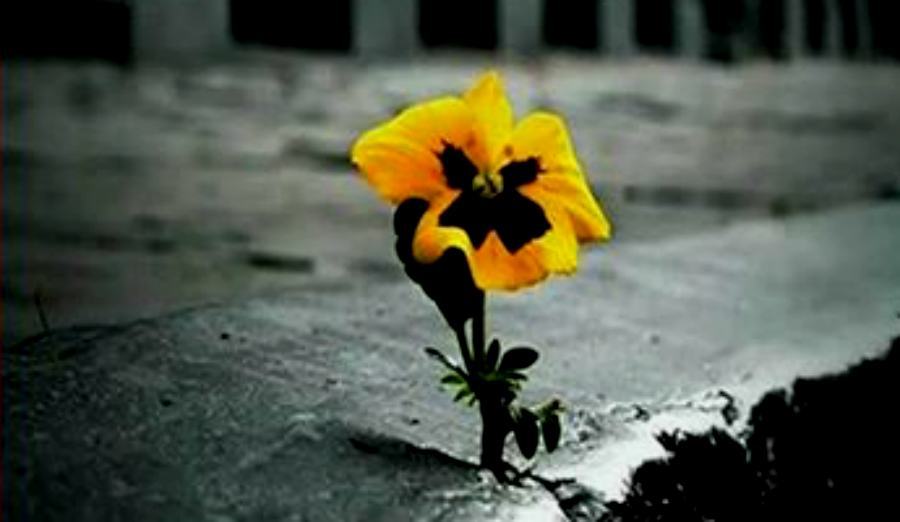 Venerdi ultimita unical