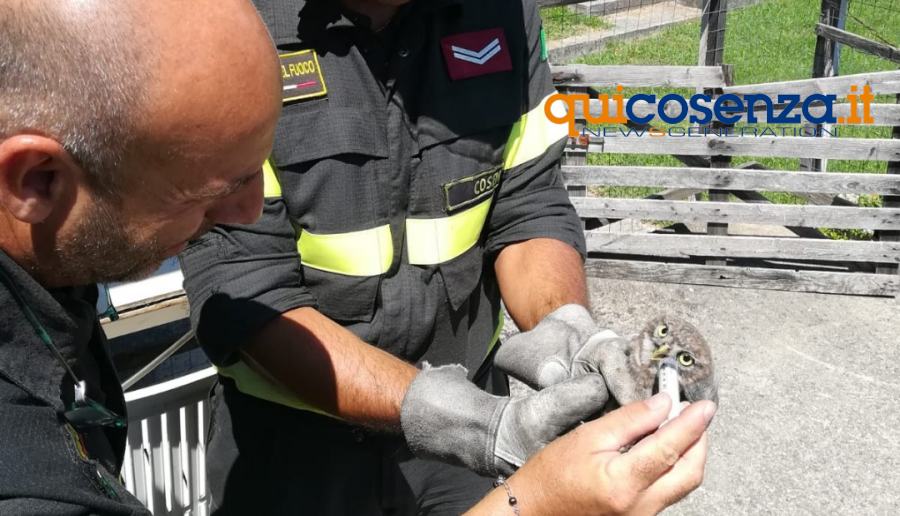 Vigili del Fuoco Cosenza Savano rapace1