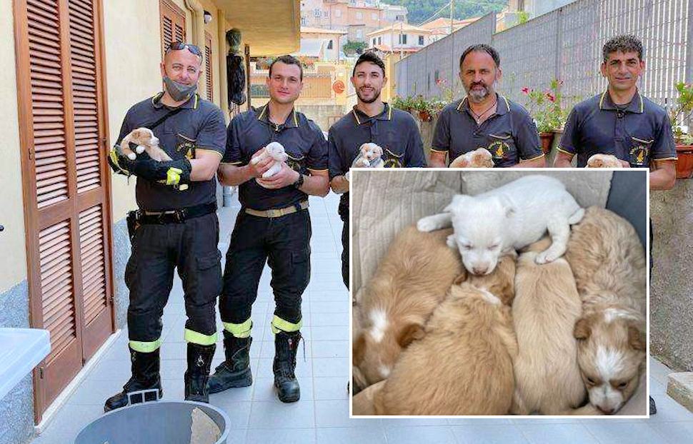 Vigili del fuoco cani cuccioli