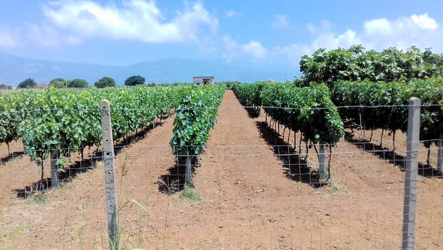 Vigneto Calabria 1