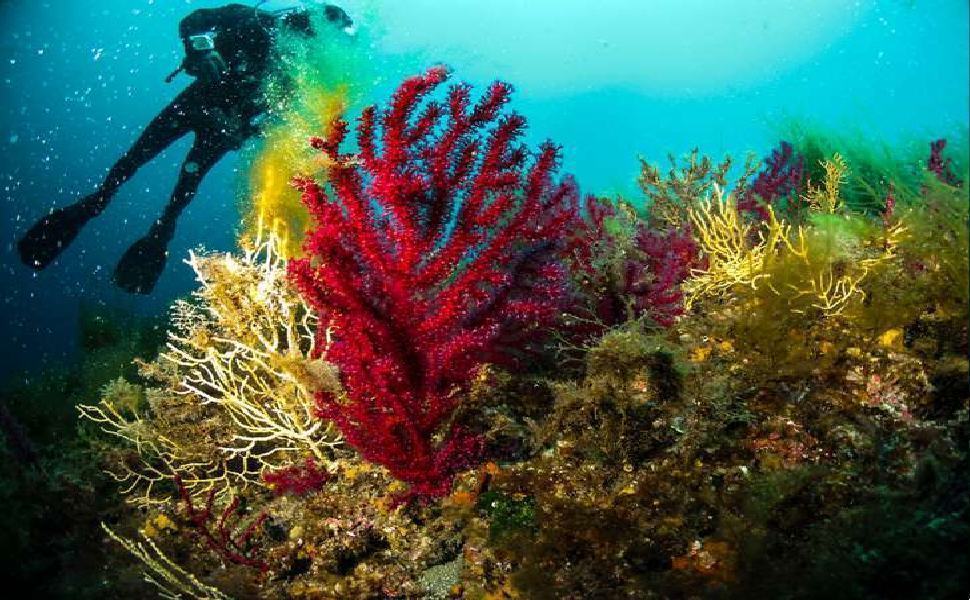 WWF tutela la biodiversita marina 1