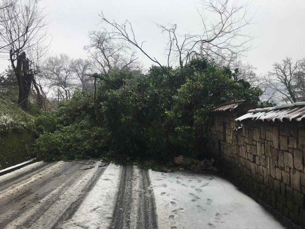 Albero si schianta al suolo a Cosenza Vecchia e sfiora due passanti 1 WhatsApp Image 2019 01 10 at 10.17.11 1