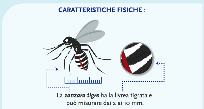 Zanzare1