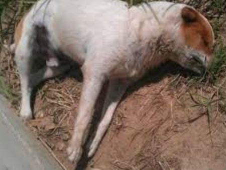 a1d1dc8977cdc0e151683e442c926a10