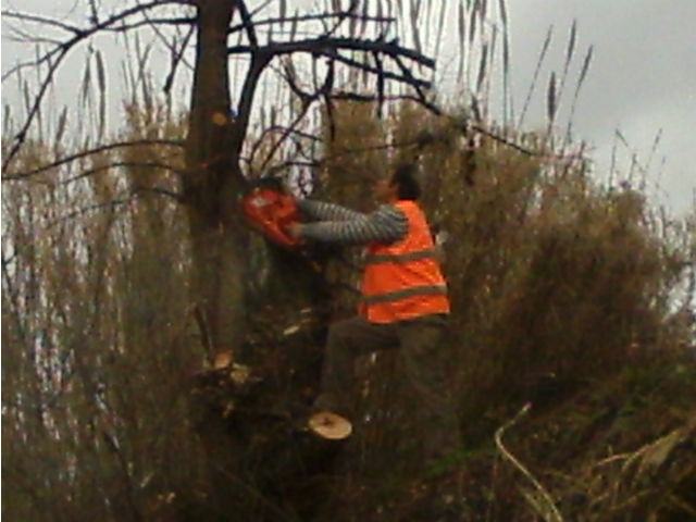Rimossi gli alberi pericolanti di via Bendicenti, il legname andrà ad Ecologia Oggi (FOTO) 51 a3f9d68ecd12ff651587b474a1d3d81c