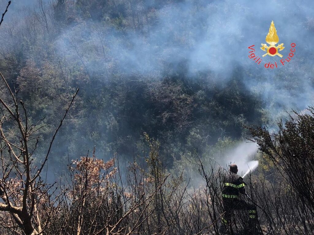 Incendio bosco, impegnati Vigili del Fuoco e Calabria Verde 3 a991b472 dbf5 45a7 ba21 317ead581949