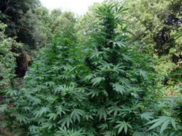 a9ea13237c0502159263f017095ec8e6