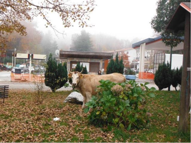 Le 'vacche sacre' delle 'ndrine che vagano tra i campi saranno abbattute 51 aeea8c55e7e62686602e18d08b668696