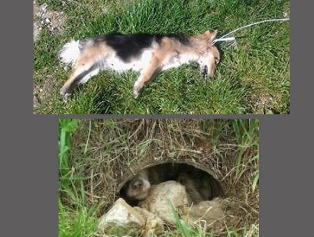 afefdf53b60e80f9ed3c5bcf18bebd97