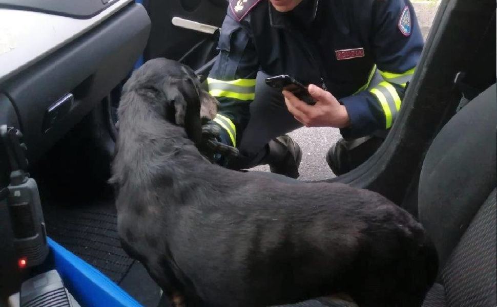 agente polstrada salva cane