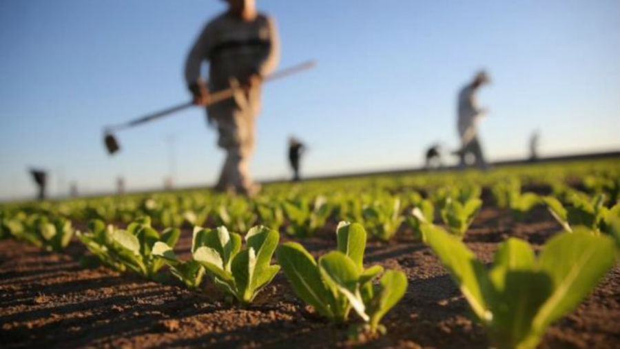 Boccata di ossigeno per gli agricoltori calabresi: in arrivo oltre 46 milioni di euro 51 agricoltori