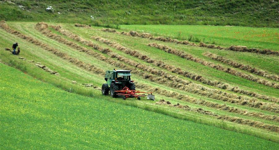 Agricoltura, altri 16 milioni di euro tra Psr e domanda unica 51 agricoltura 15
