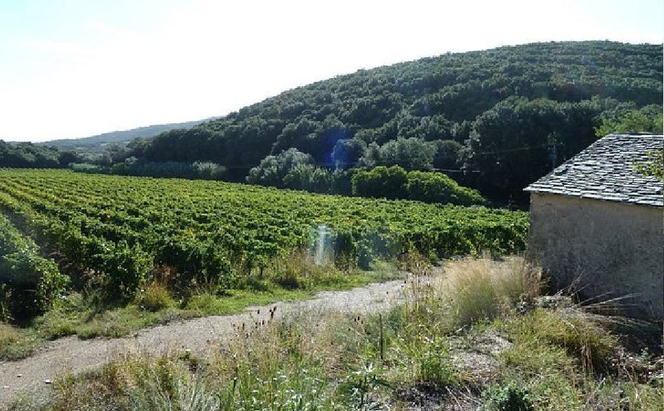 Aree agricole e forestali, oltre un milione a 13 Comuni calabresi: cinque sono cosentini 51 agricoltura Rogliano