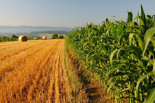 Produzioni integrate: approvato il disciplinare. Gallo: "pronti per un'agricoltura sostenibile" 51 agricoltura-bio-5