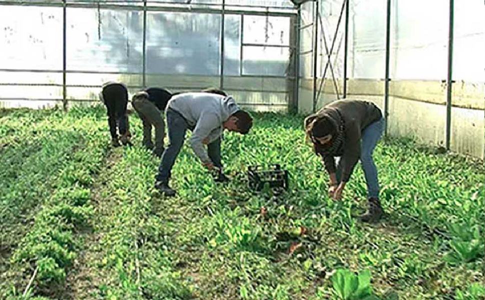 Coldiretti richiama l'assessore Gallo "nel Piano sociale manca l'agricoltura" 51 agricoltura sociale 1